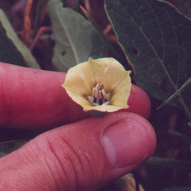 Physalis_pumila_flower2.jpg