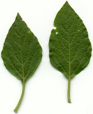 Physalis_pumila_leaves.jpg