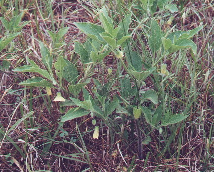 Physalis_pumila_plant.jpg