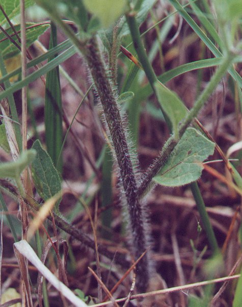 Physalis_pumila_stem.jpg