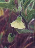 Physalis pumila thumbnail