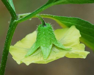 Physalis_virginiana_calyx.jpg