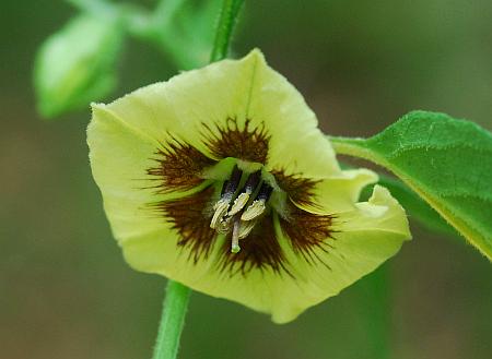 Physalis_virginiana_corolla.jpg