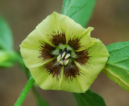 Physalis_virginiana_corolla2.jpg