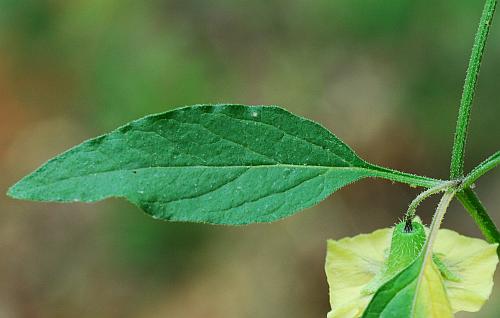 Physalis_virginiana_leaf.jpg