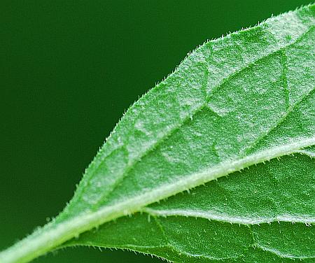 Physalis_virginiana_leaf2.jpg