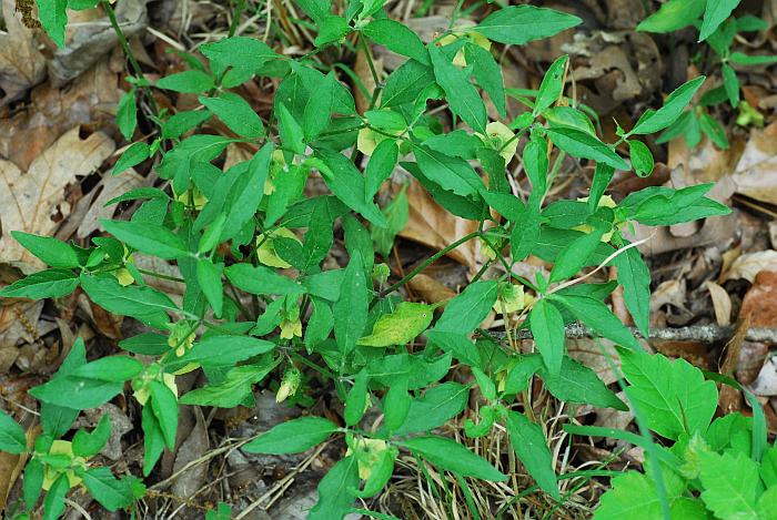 Physalis_virginiana_plant.jpg