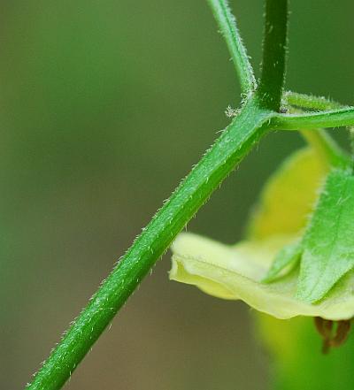 Physalis_virginiana_stem.jpg