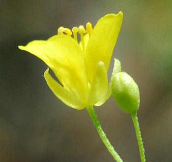 Physaria_filiformis_calyx.jpg