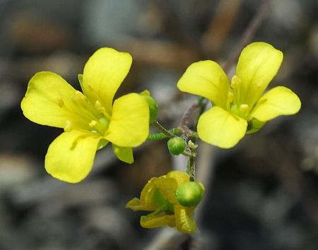 Physaria_filiformis_corollas.jpg