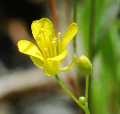 Physaria_filiformis_flower.jpg