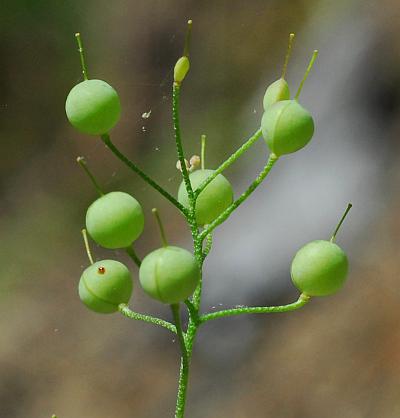 Physaria_filiformis_fruits.jpg