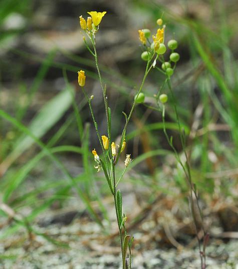 Physaria_filiformis_plant.jpg