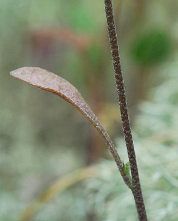 Physaria_filiformis_stem.jpg