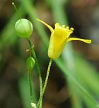 Physaria filiformis thumbnail