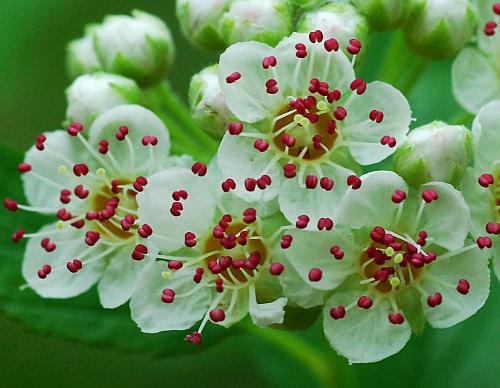 Physocarpus_opulifolius_anthers.jpg