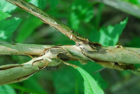 Physocarpus_opulifolius_bark.jpg