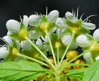 Physocarpus_opulifolius_calyces.jpg