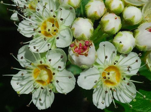 Physocarpus_opulifolius_flowers.jpg