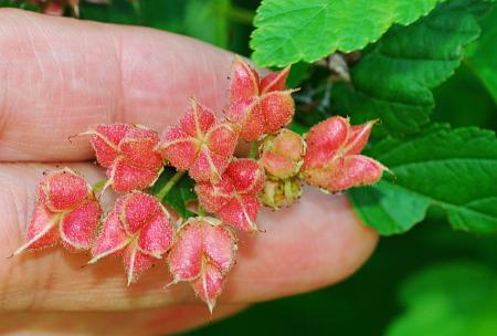 Physocarpus_opulifolius_fruits.jpg