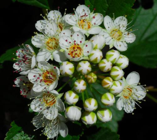 Physocarpus_opulifolius_inflorescence.jpg