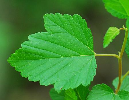 Physocarpus_opulifolius_leaf.jpg