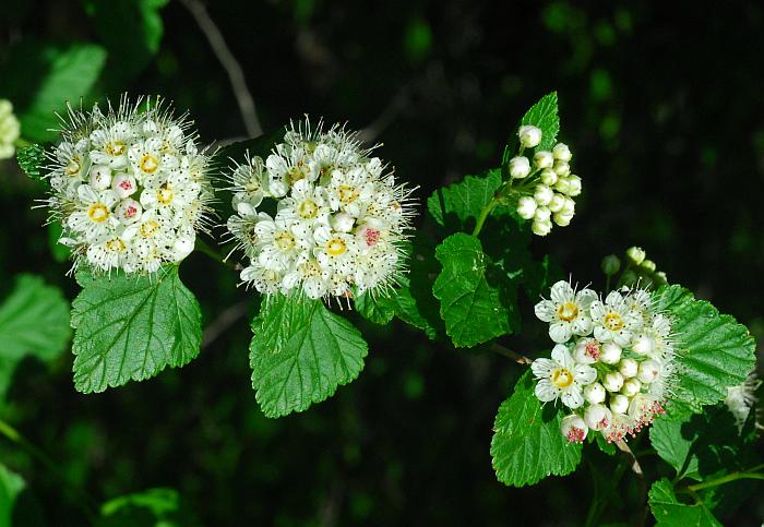 Physocarpus_opulifolius_plant.jpg