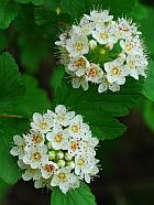 Physocarpus opulifolius thumbnail