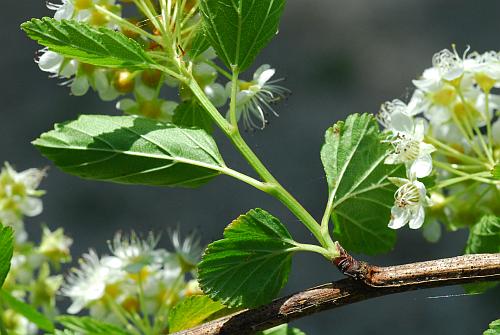 Physocarpus_opulifolius_twig.jpg