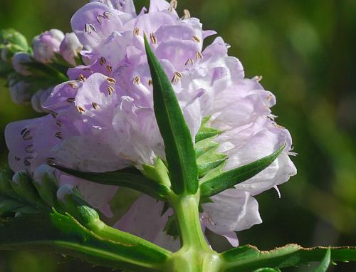 Physostegia_virginiana_bracts.jpg