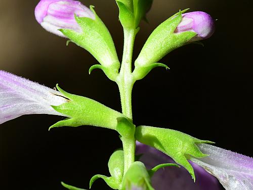 Physostegia_virginiana_calyces.jpg