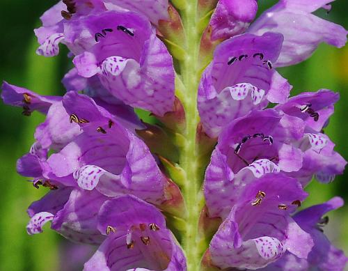 Physostegia_virginiana_flowers2.jpg