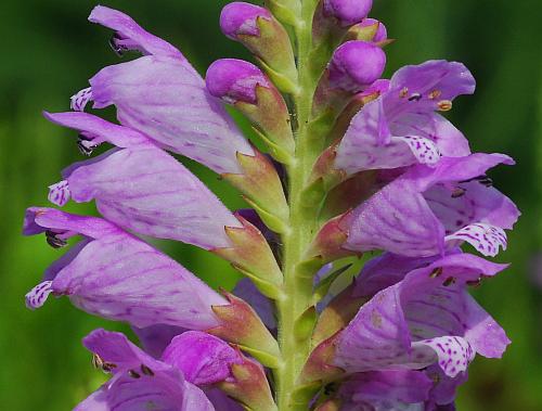 Physostegia_virginiana_flowers3.jpg