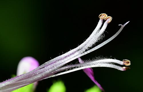 Physostegia_virginiana_functional.jpg