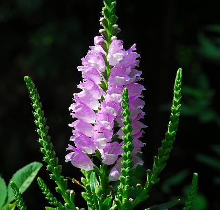 Physostegia_virginiana_inflorescence.jpg