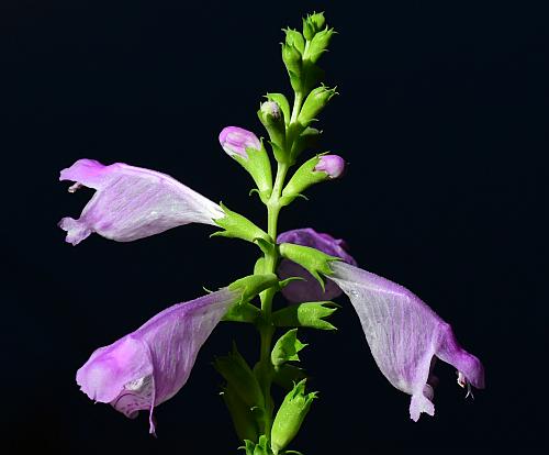 Physostegia_virginiana_inflorescence3.jpg