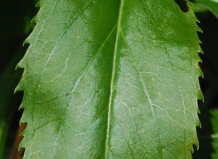 Physostegia_virginiana_leaf1a.jpg