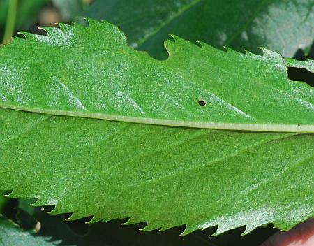 Physostegia_virginiana_leaf2.jpg