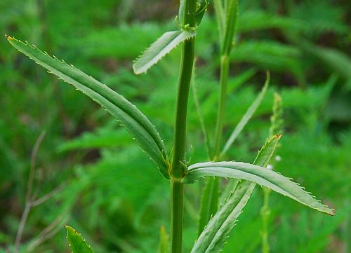 Physostegia_virginiana_leaves1.jpg