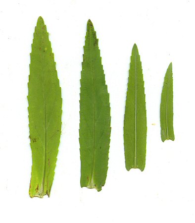 Physostegia_virginiana_leaves2.jpg