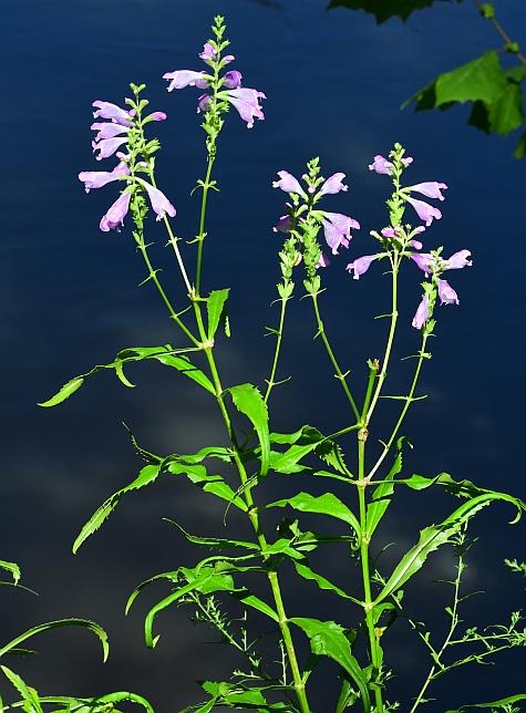 Physostegia_virginiana_plant.jpg