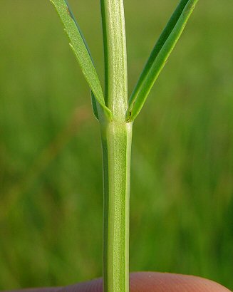 Physostegia_virginiana_stem.jpg