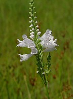 Physostegia virginiana thumbnail