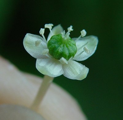 Phytolacca_americana_flower_close_up.jpg