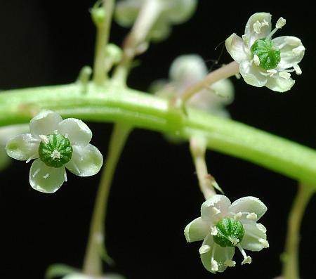 Phytolacca_americana_flowers.jpg