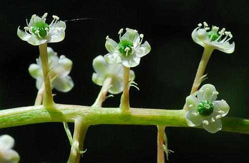 Phytolacca_americana_flowers2.jpg