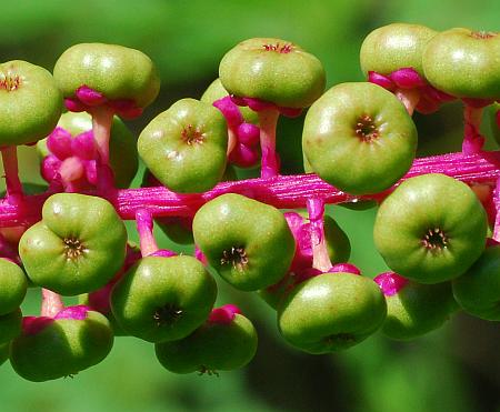 Phytolacca_americana_fruits1.jpg
