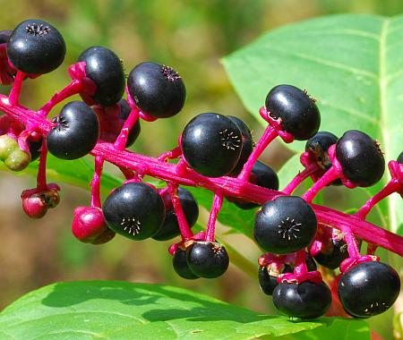 Phytolacca_americana_fruits2.jpg