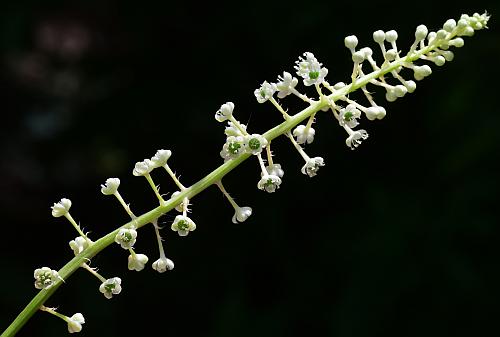 Phytolacca_americana_inflorescence.jpg