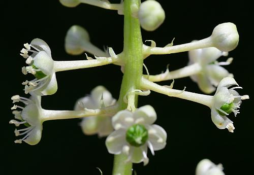 Phytolacca_americana_inflorescence2.jpg